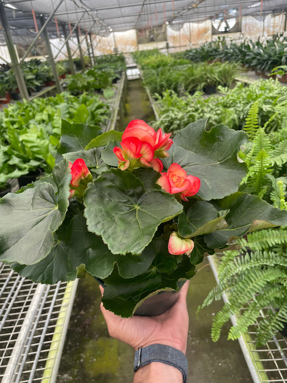 Thumbnail: Begonia 'Reiger'