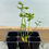 Thumbnail: Celery Live Plant - Seedlings/Plugs and Plants - 3"- 12" tall - 30-60+ days old,