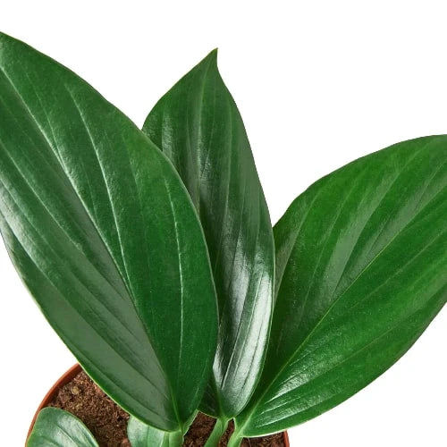 Thumbnail: Philodendron 'Dragon Tail'