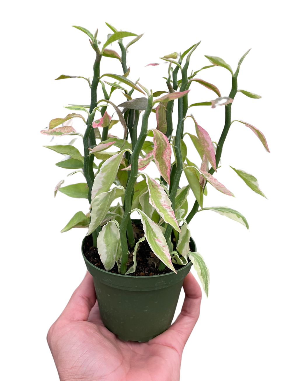Thumbnail: Variegated Devil's Backbone Euphorbia