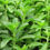 Thumbnail: Stevia Live Plant