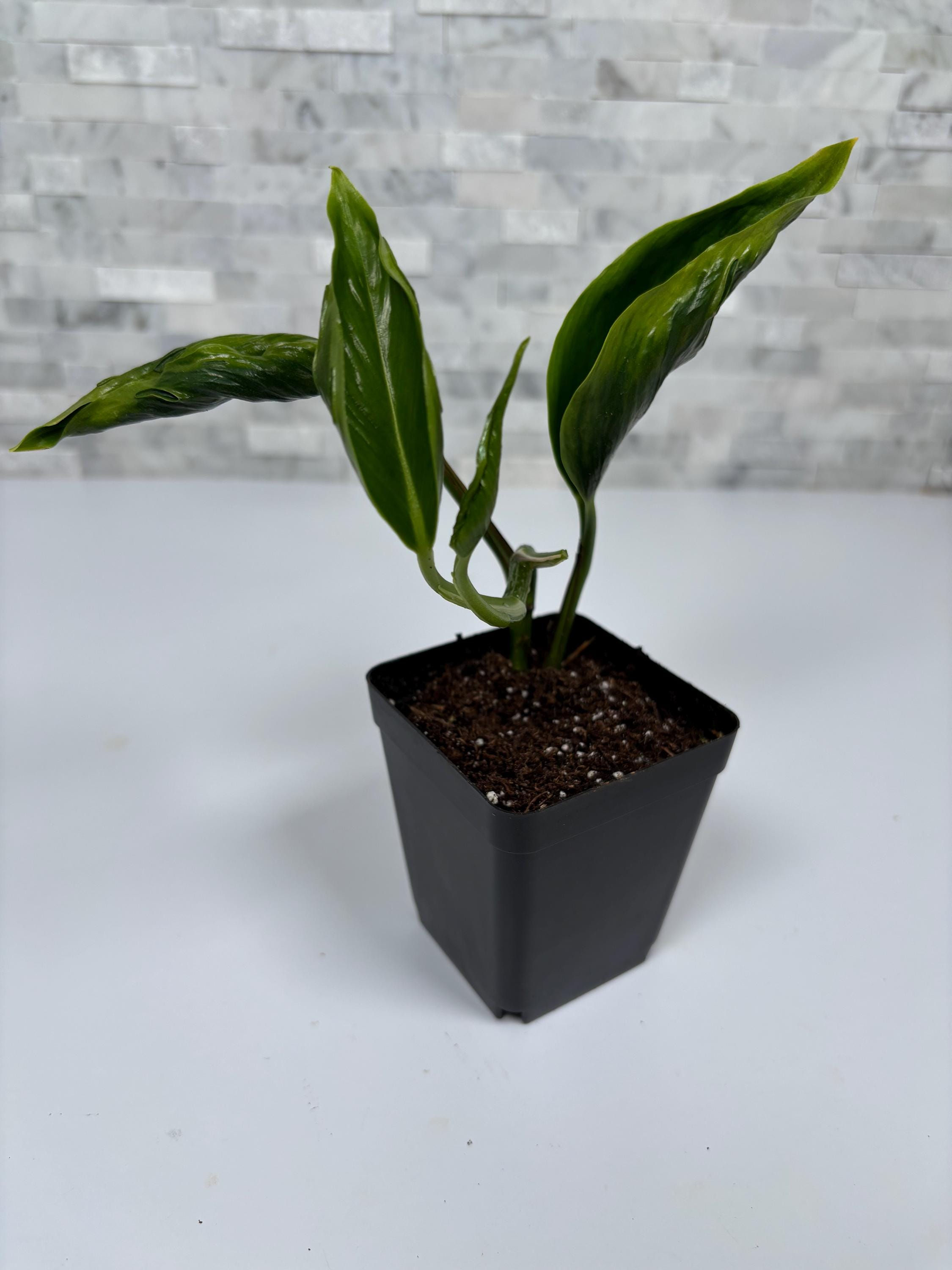 Shangri la Pothos Plant - House Plant - Starter Plant -Epipremnum aureum