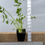 Thumbnail: Celery Live Plant - Seedlings/Plugs and Plants - 3"- 12" tall - 30-60+ days old,