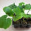 Thumbnail: Zucchini Live Plant - Seedlings/Plugs and Plants - 3"- 12" tall - 30-60+ days ol