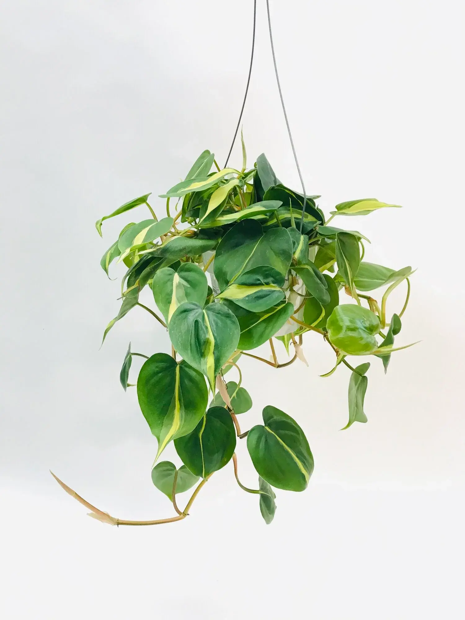 Philodendron hederaceum ‘Brasil’