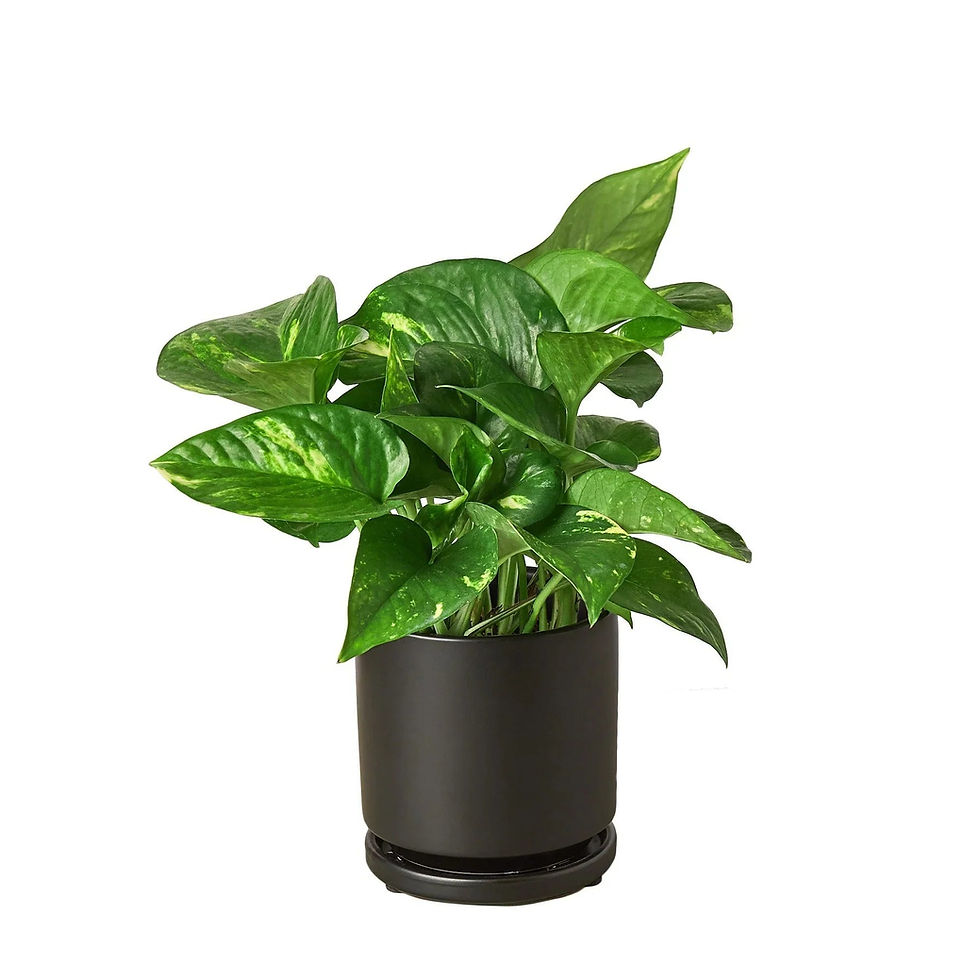 Thumbnail: Pothos 'Golden'