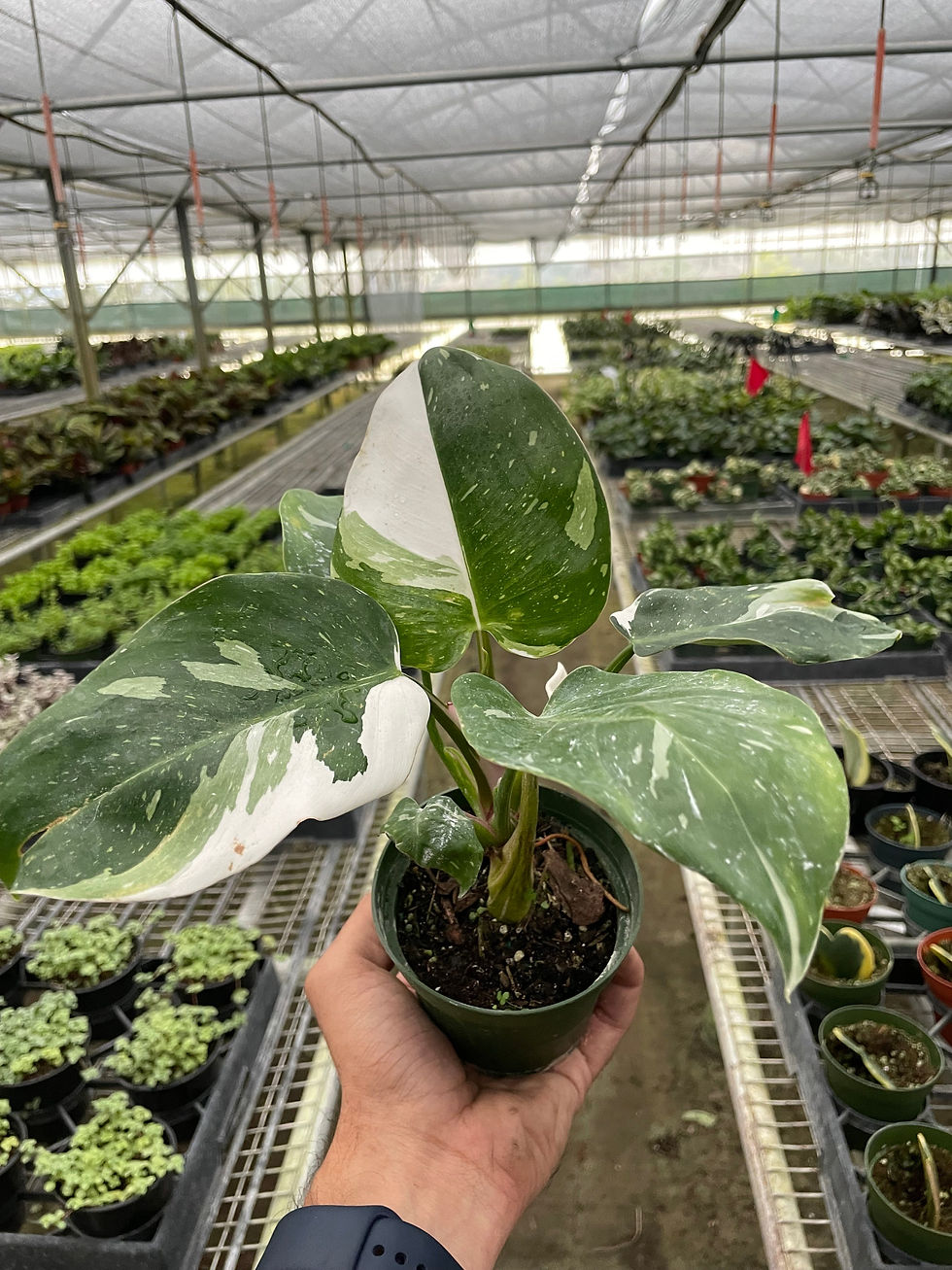 Thumbnail: Philodendron 'White Princess'