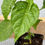 Thumbnail: Pepperoncini Pepper Live Plants - Seedlings/Plugs- 3"- 6" tall - 30-50 days old,