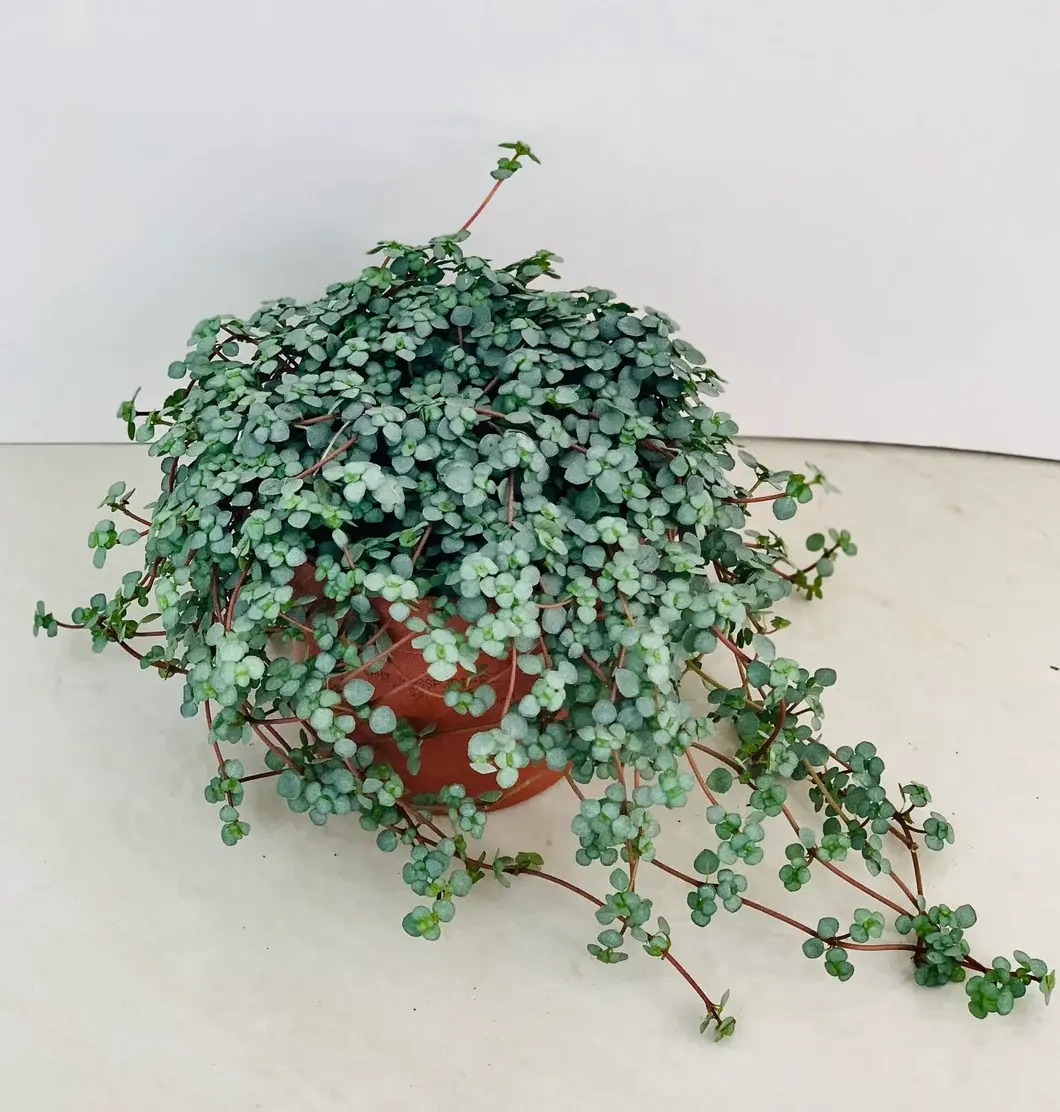 Baby Blue Tears ( Pilea glauca )