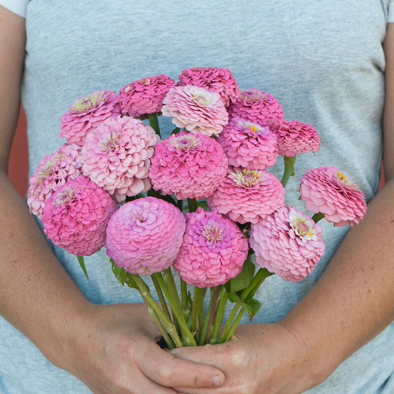 Thumbnail: Zinnia Flower Plant