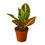 Thumbnail: Croton Petra 'Joseph's Coat'