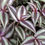 Thumbnail: Silver Inch Plant