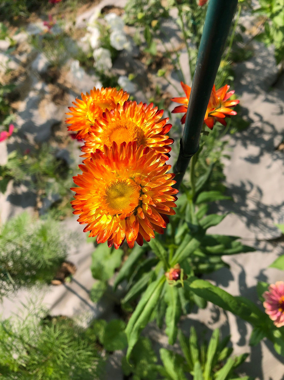 Thumbnail: Strawflower Live Flower Plants - Seedlings/Plugs- 5"- 12" tall - 30-50 days old,