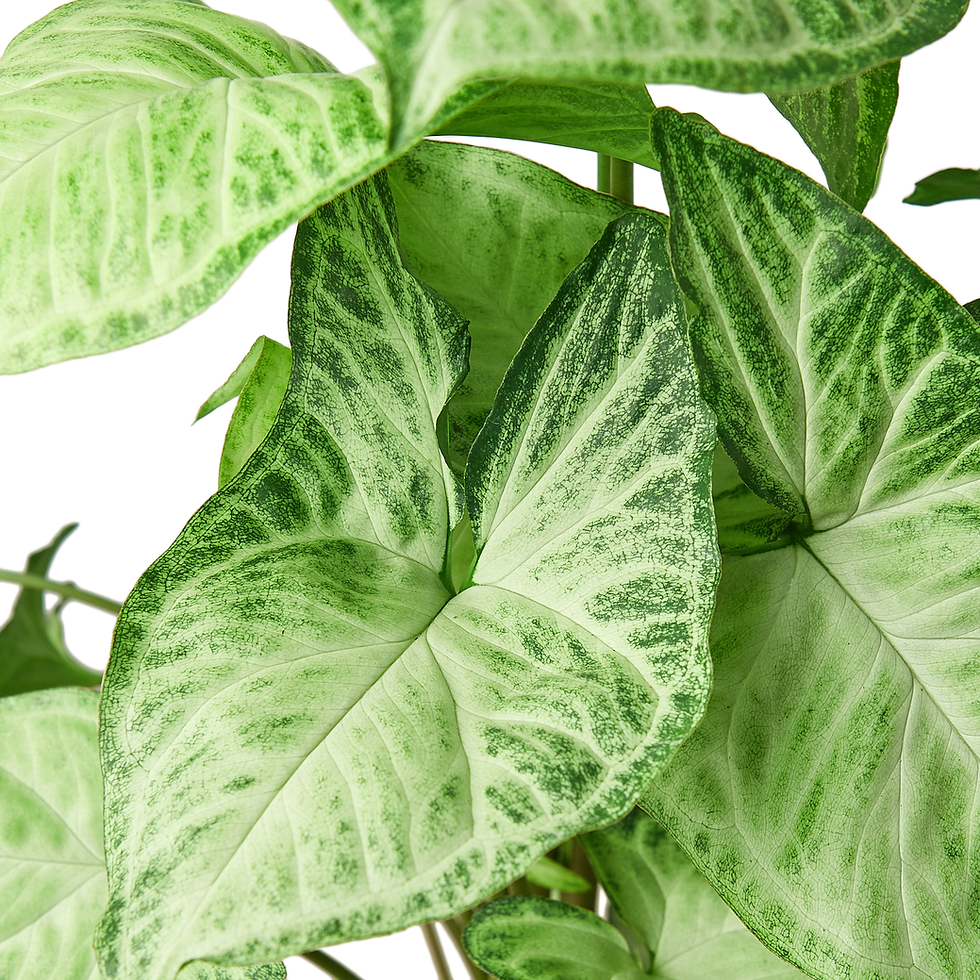 Thumbnail: Syngonium White Butterfly