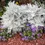 Thumbnail: Dusty Miller Flower Plant