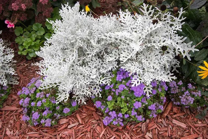 Dusty Miller Flower Plant