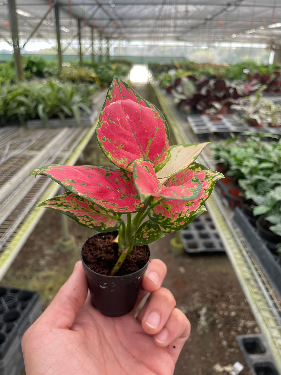 Thumbnail: Chinese Evergreen 'Lady Valentine'
