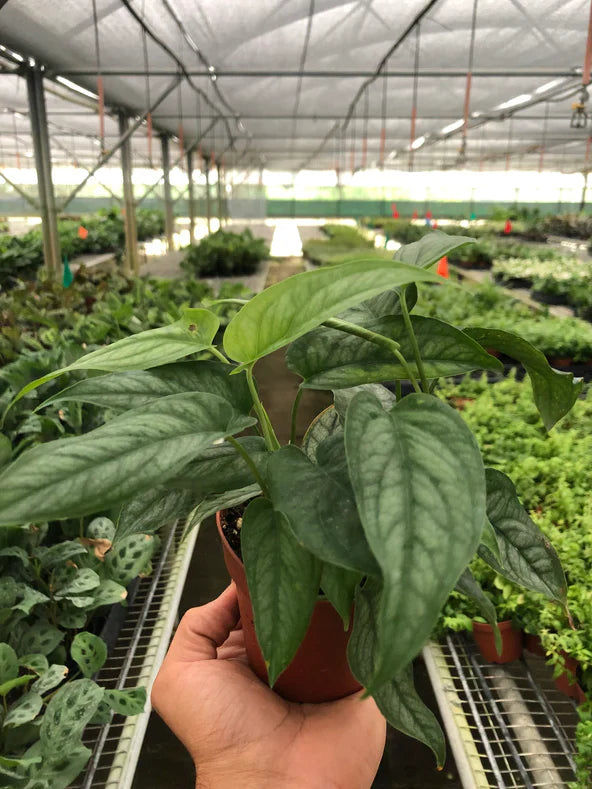 Thumbnail: Monstera 'Siltepecana'