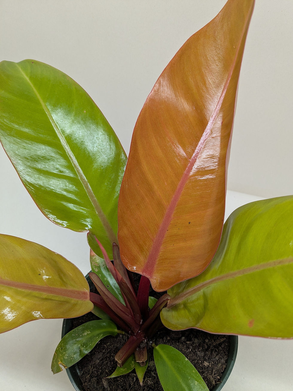Thumbnail: Philodendron 'Prince of Orange'