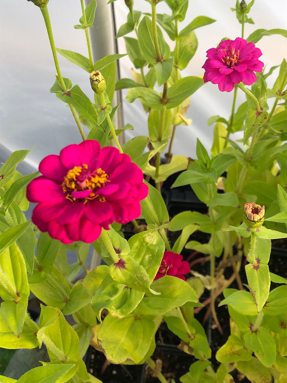 Thumbnail: Zinnia Flower Plant