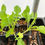 Thumbnail: Rutabaga Live Plant - Seedlings/Plugs and Plants - 3"- 12" tall - 30-60+ days ol