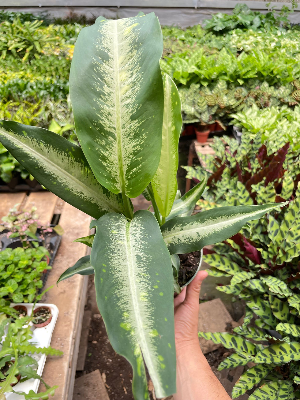 Thumbnail: Dieffenbachia Panther