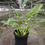 Thumbnail: Philodendron Ring of Fire Variegated