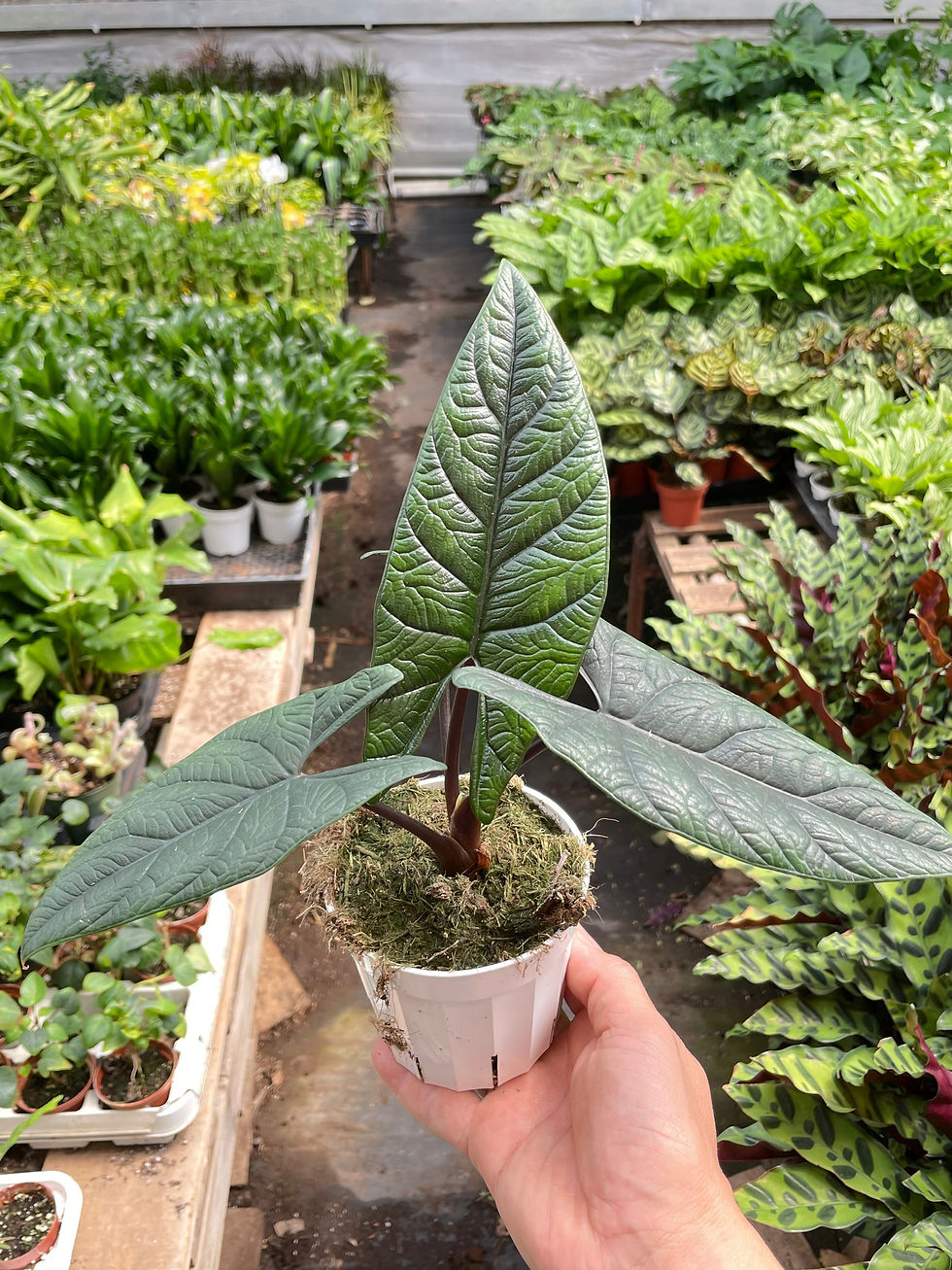 Thumbnail: Alocasia 'Scalprum'