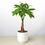 Thumbnail: Money Tree 'Guiana Chestnut' Pachira Braid