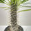 Thumbnail: Pachypodium 'lamerei' (Madagascar Palm)