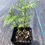 Thumbnail: Marigold Live Plants - Seedlings/Plugs- 3"- 6" tall - 30-50 days old, Ready to t