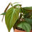 Thumbnail: Philodendron 'Velvet'