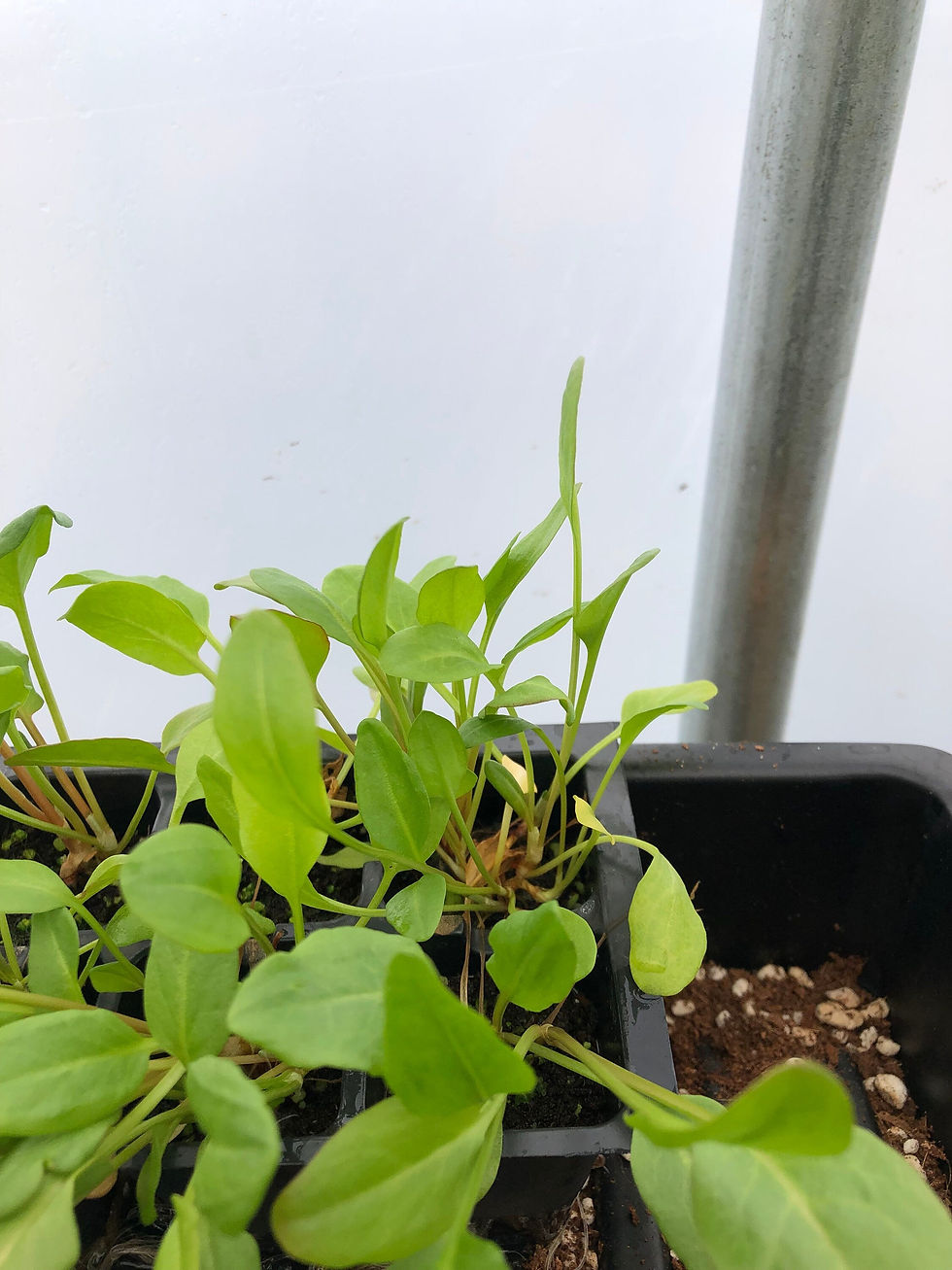 Thumbnail: Sorrel Live Plant - Seedlings/Plugs and Plants - 3"- 12" tall - 30-60+ days old,