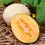 Thumbnail: Cantaloupe Live Plants