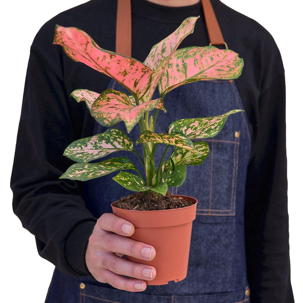 Thumbnail: Chinese Evergreen 'Lady Valentine'