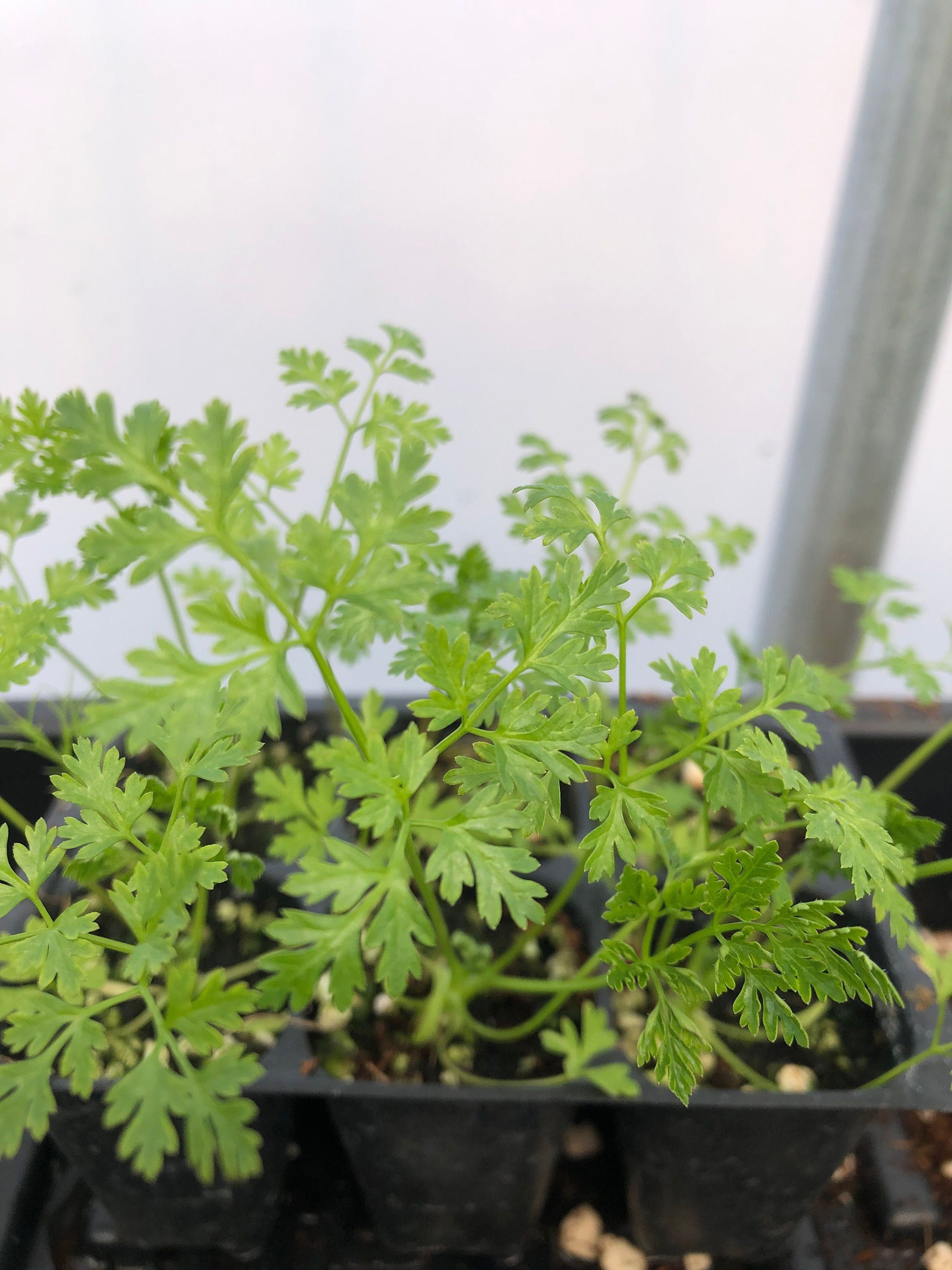 Chervil Live Plant - Seedlings/Plugs and Plants - 3"- 12" tall - 30-60+ days old