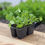 Thumbnail: Cilantro Live Plant