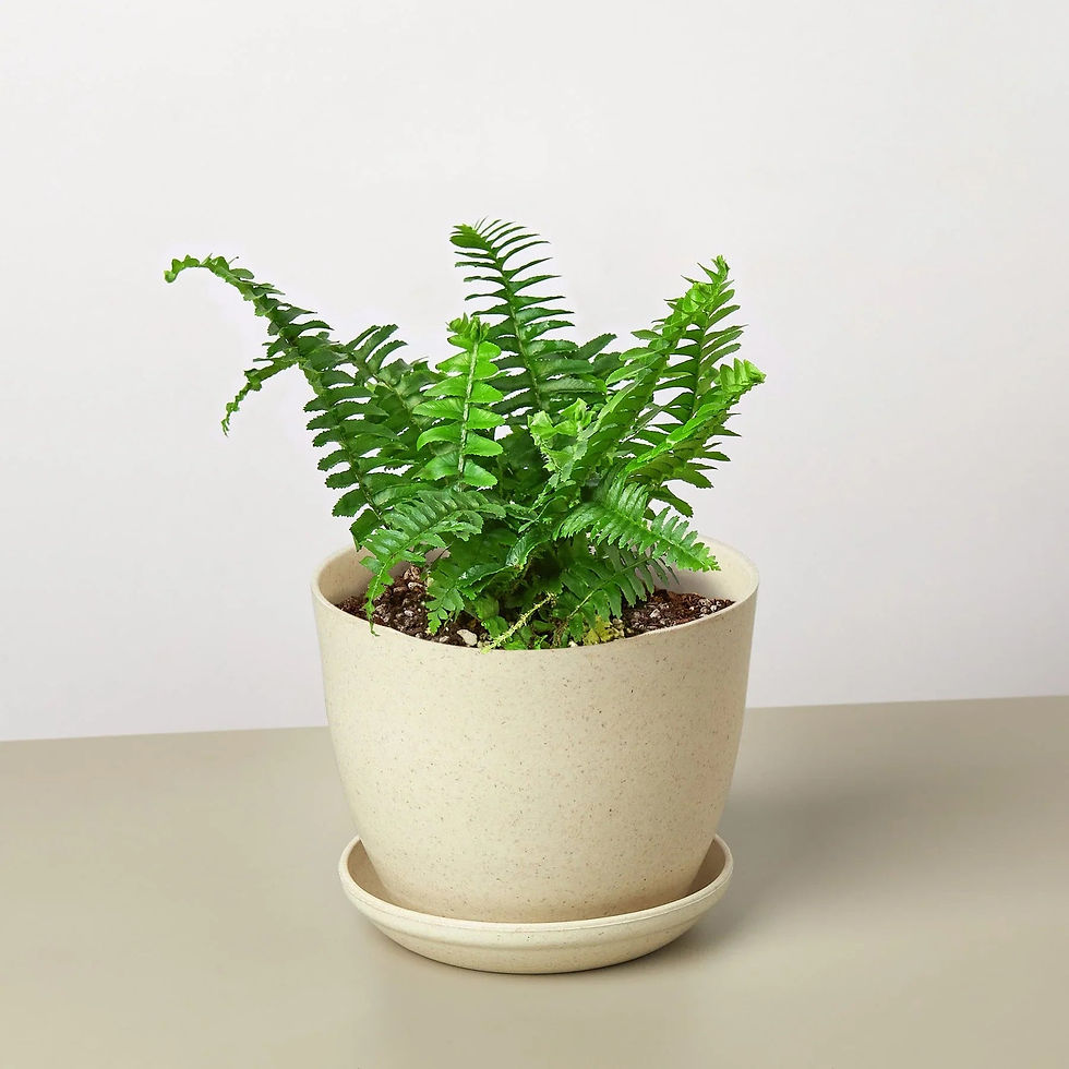 Thumbnail: Jester's Crown Fern