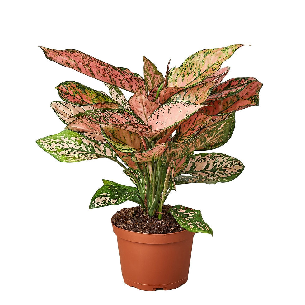 Thumbnail: Chinese Evergreen 'Lady Valentine'