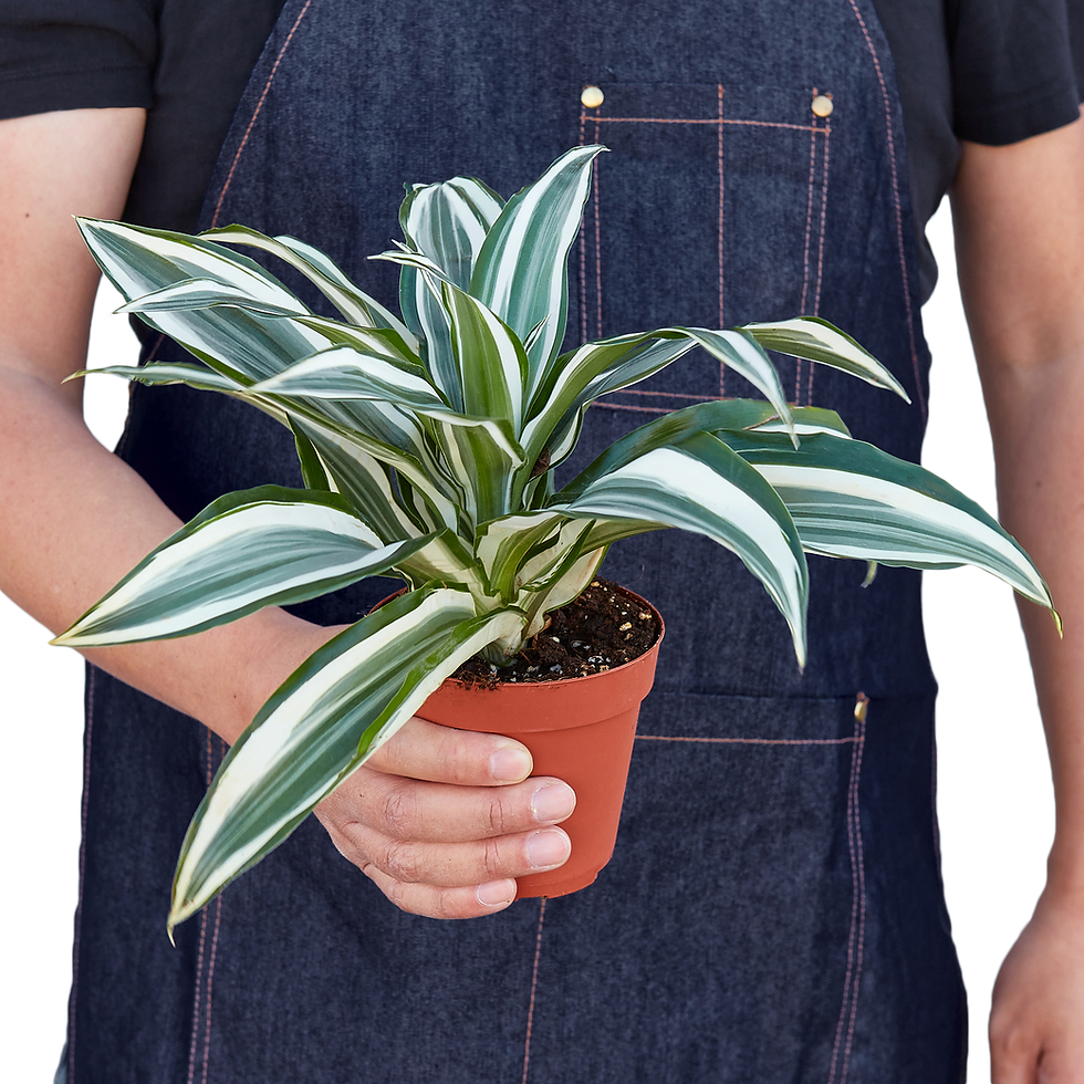 Thumbnail: Dracaena 'Warneckii White Jewel'