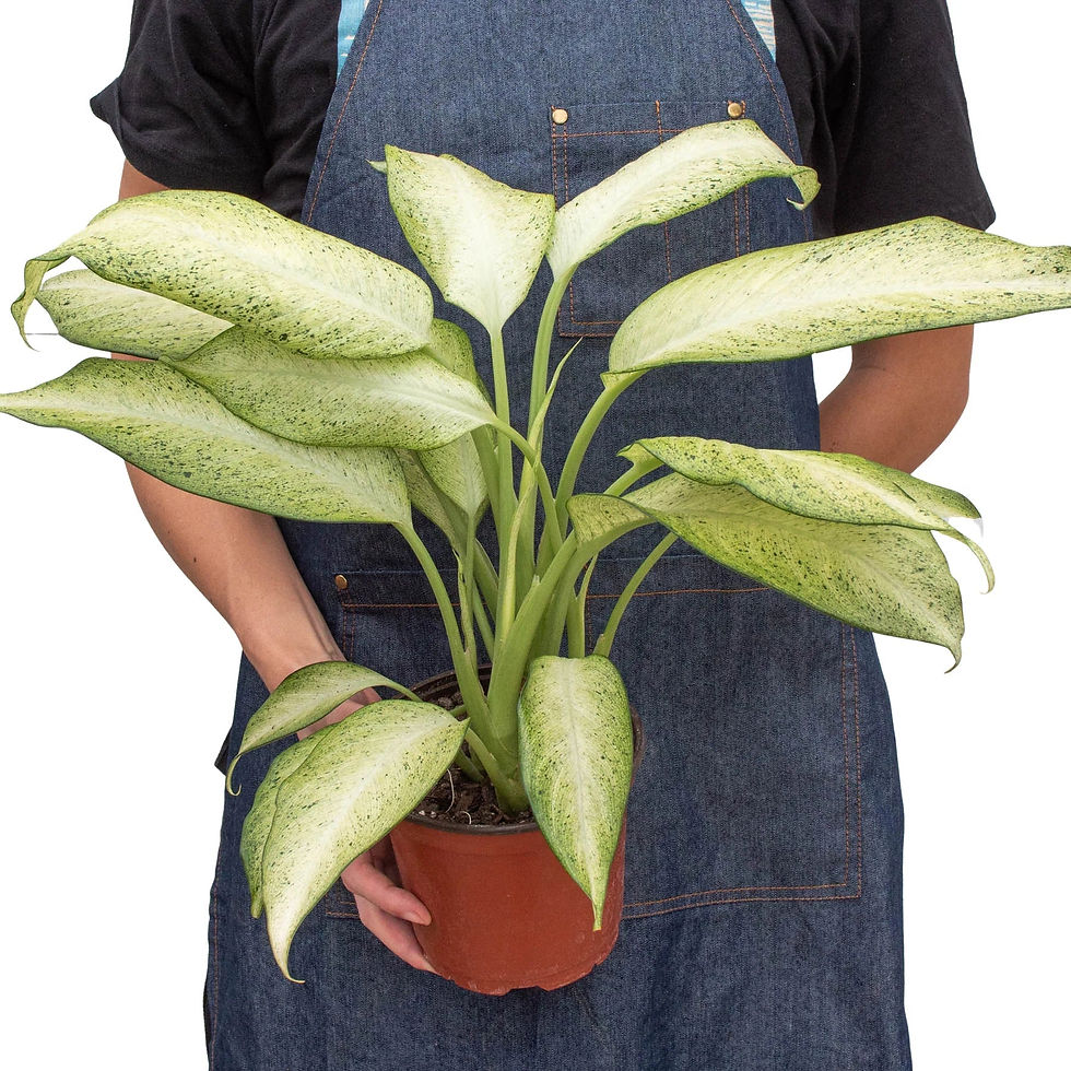 Thumbnail: Dieffenbachia 'Camouflage'