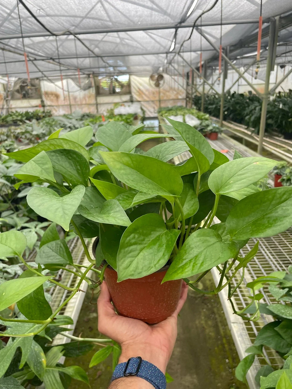 Thumbnail: Pothos 'Green Queen'
