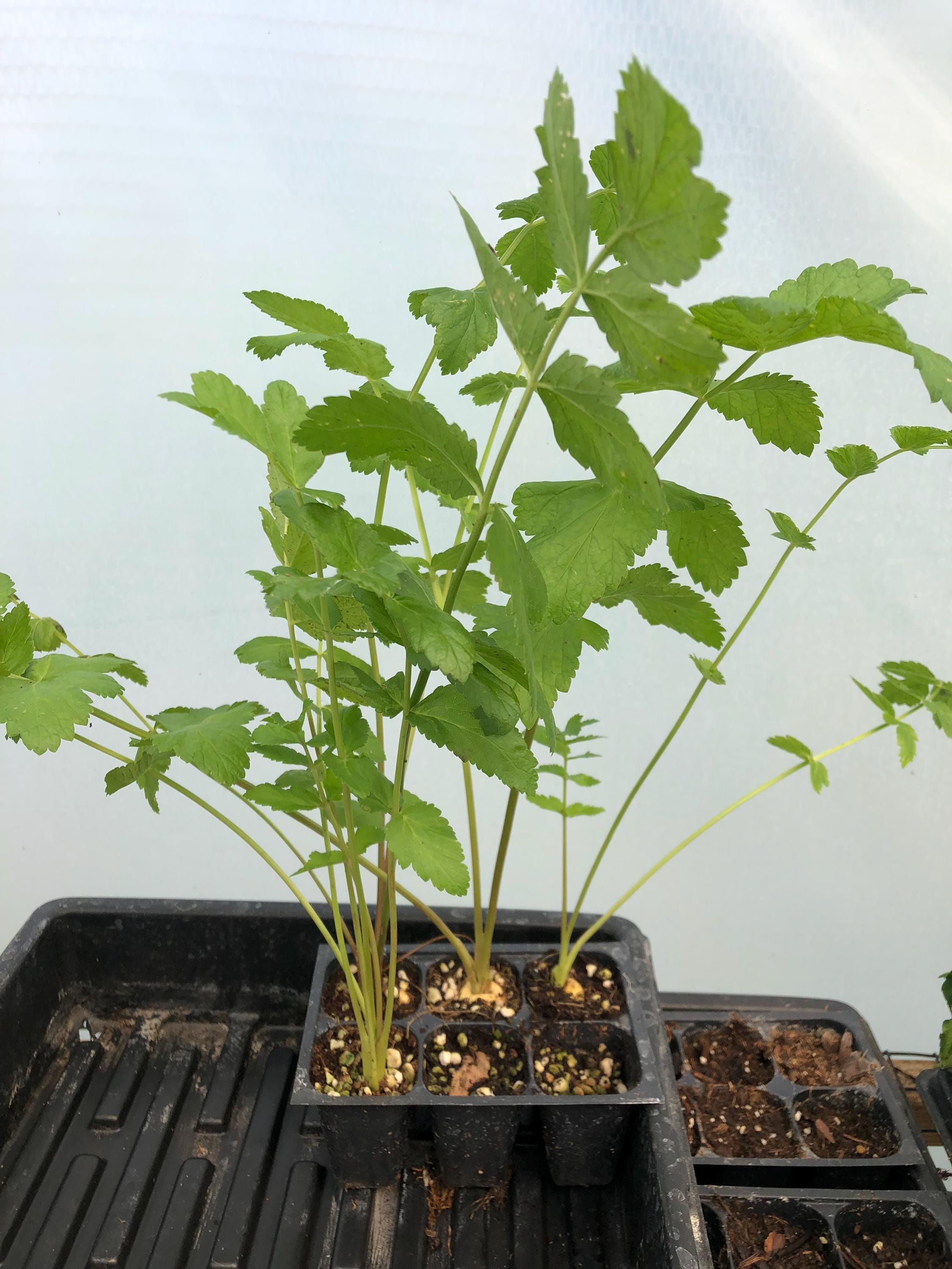 Parsnip Live Plant - Seedlings/Plugs and Plants - 3"- 12" tall - 30-60+ days old