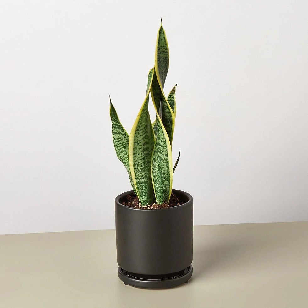 Thumbnail: Snake Plant Laurentii