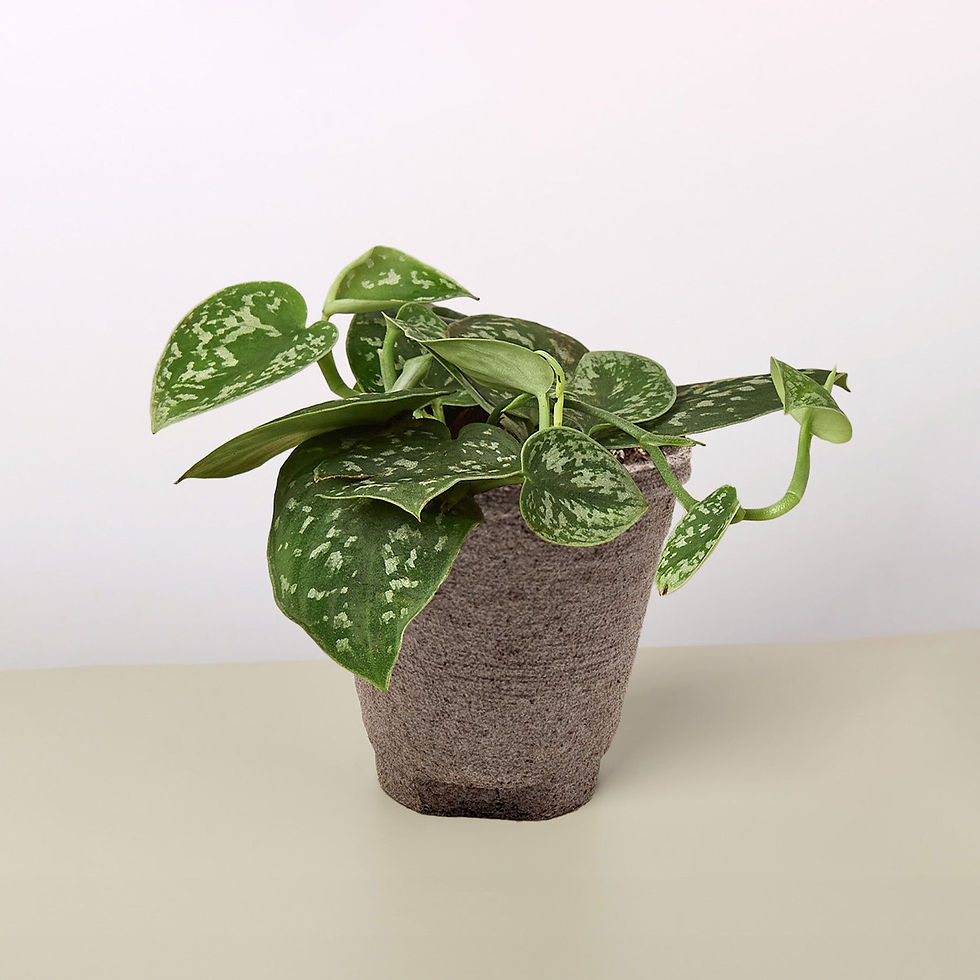 Thumbnail: Pothos 'Satin'