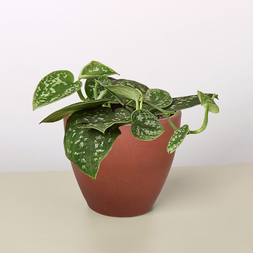Thumbnail: Pothos 'Satin'