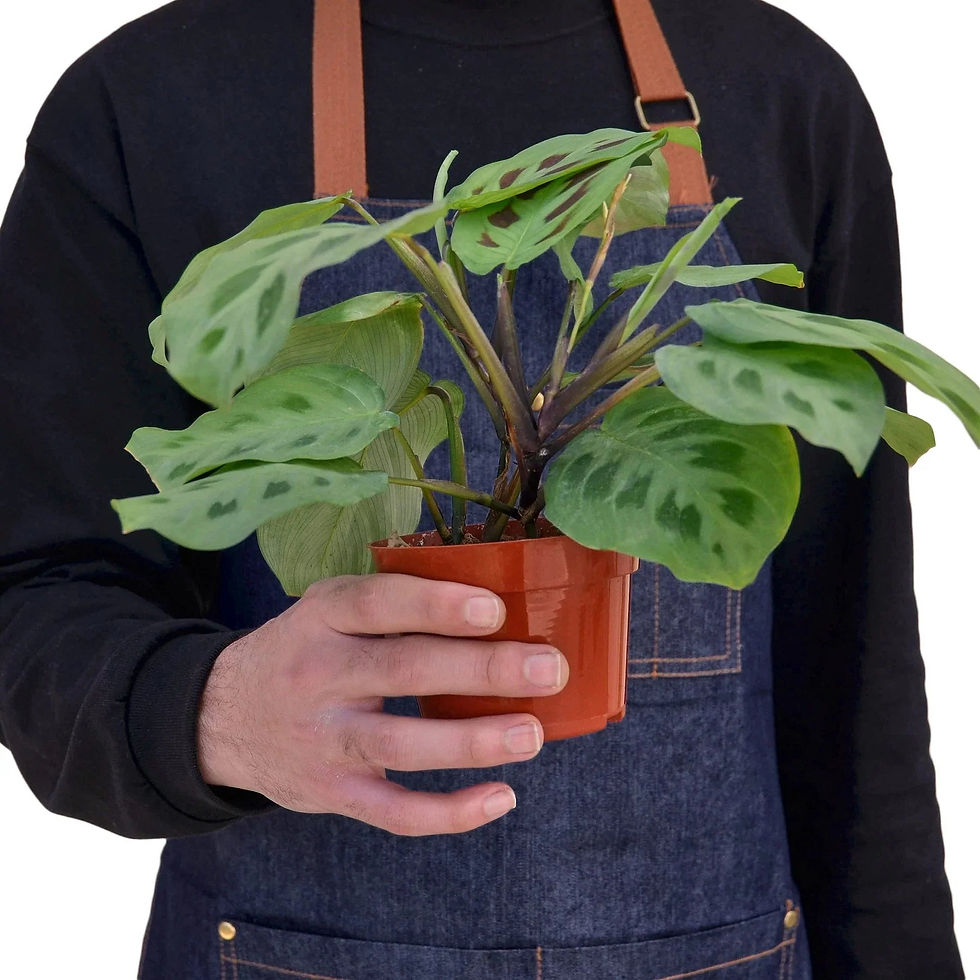 Thumbnail: Maranta 'Leuconeura'