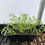 Thumbnail: Licorice Live Plant - Seedlings/Plugs and Plants - 3"- 12" tall - 30-60+ days ol