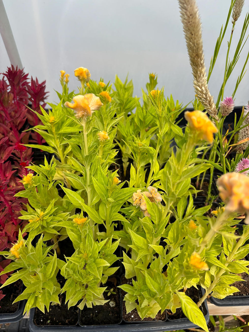 Thumbnail: Celosia - Flamingo Feather Live Flower Plants - Seedlings/Plugs- 5"- 12" tall - 