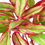 Thumbnail: Chinese Evergreen 'Red Siam'
